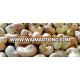 West Africa Quality Raw Cashew Nuts